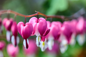 Картинка цветы дицентра+ разбитое+сердце разбитое сердце яркость цветение бутоны