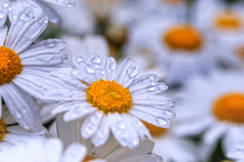 Картинка цветы ромашки капли цветение лепестки ромашка