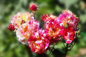 Картинка цветы розы куст бутон чайные