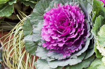 Картинка цветы цветущие+овощи +ягоды капуста цветение лепестки cabbage bloom petals