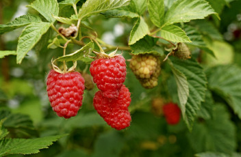 Картинка природа Ягоды листья ягоды малина