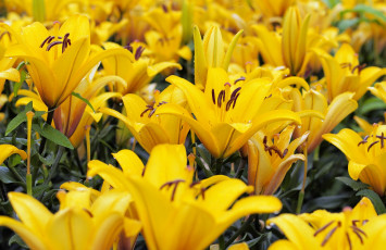 Картинка цветы лилии +лилейники цветение petals bloom lily лепестки