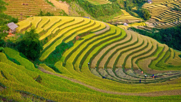 Картинка природа поля плантация чай пейзаж