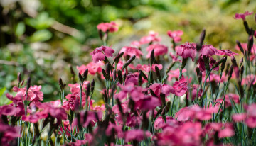 Картинка цветы гвоздики гвоздика цветение лепестки розовая