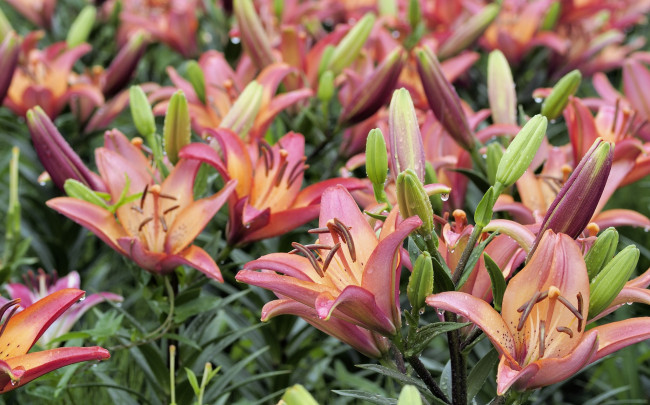 Обои картинки фото цветы, лилии,  лилейники, лилия, цветение, бутоны