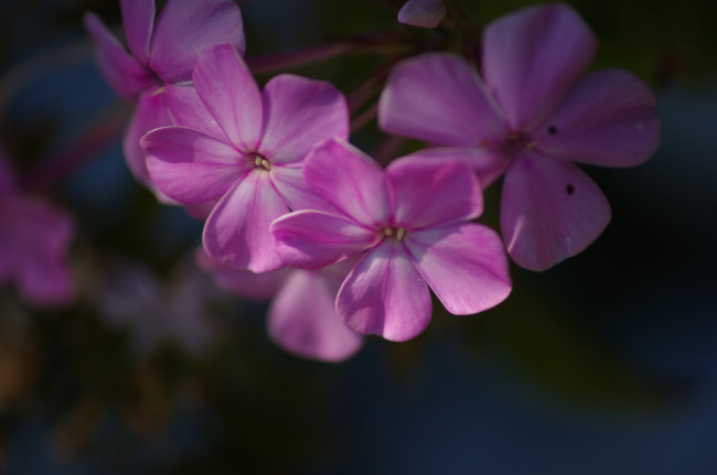 Обои картинки фото цветы, герань