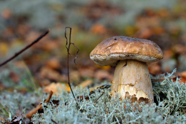 Обои картинки фото природа, грибы, лес, гриб