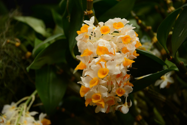 Обои картинки фото цветы, орхидеи, яркая, орхидея, цветение, лепестки