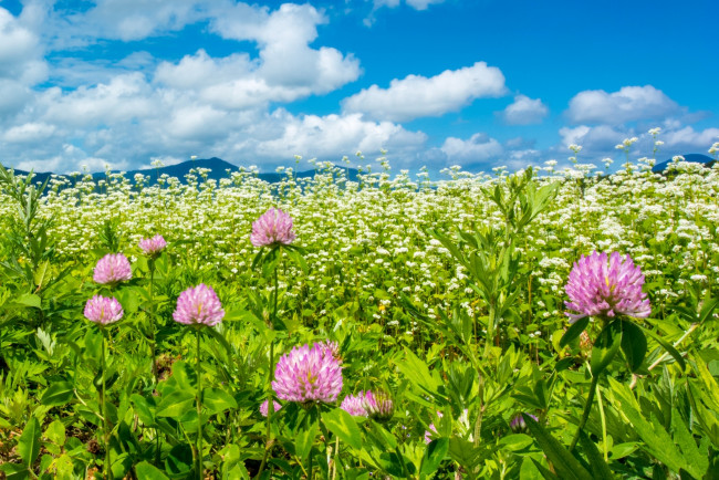 Обои картинки фото природа, луга, лето, небо, луг, клевер