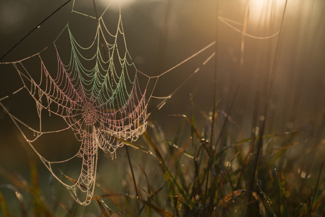Обои картинки фото природа, макро, капли, роса, утро, паутина