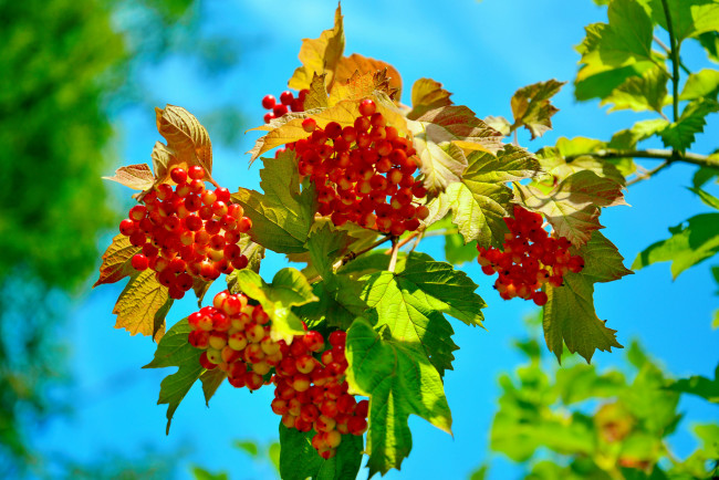 Обои картинки фото природа, Ягоды,  калина, листья, калина, красные, ягоды, небо