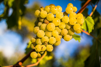 Картинка природа Ягоды +виноград лоза