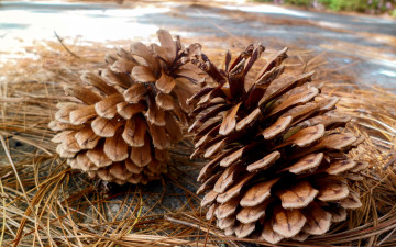 Картинка природа шишки +жёлуди +каштаны иголки пара