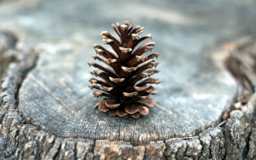 Картинка природа шишки +жёлуди +каштаны пень шишка одинокая