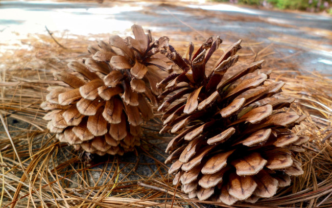 Обои картинки фото природа, шишки,  жёлуди,  каштаны, иголки, пара