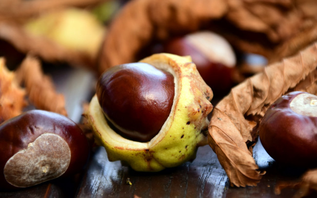 Обои картинки фото природа, шишки,  жёлуди,  каштаны, листья, каштаны