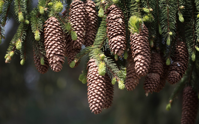 Обои картинки фото природа, шишки,  жёлуди,  каштаны, ветка, много