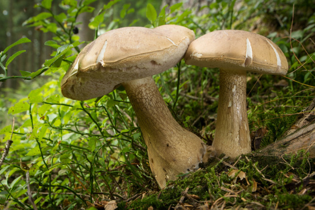 Обои картинки фото природа, грибы, грибок