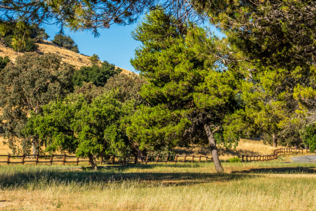 Обои картинки фото природа, деревья, простор