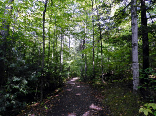 Картинка природа лес березы тропинка елки