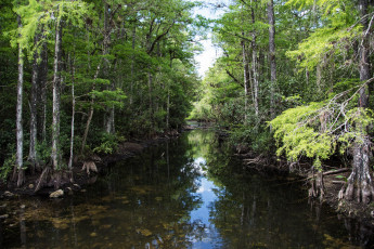 Картинка природа реки озера лес