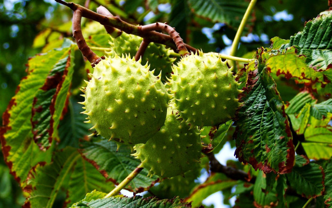 Обои картинки фото природа, шишки,  жёлуди,  каштаны, зеленые, каштаны, ветка