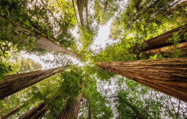 Обои картинки фото природа, лес