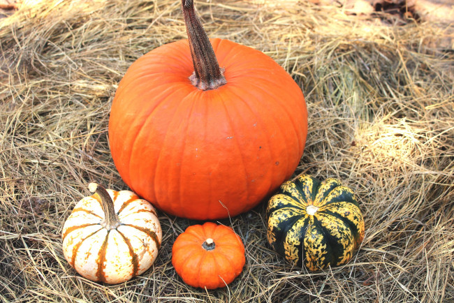 Обои картинки фото еда, тыква, урожай, тыквы, сено