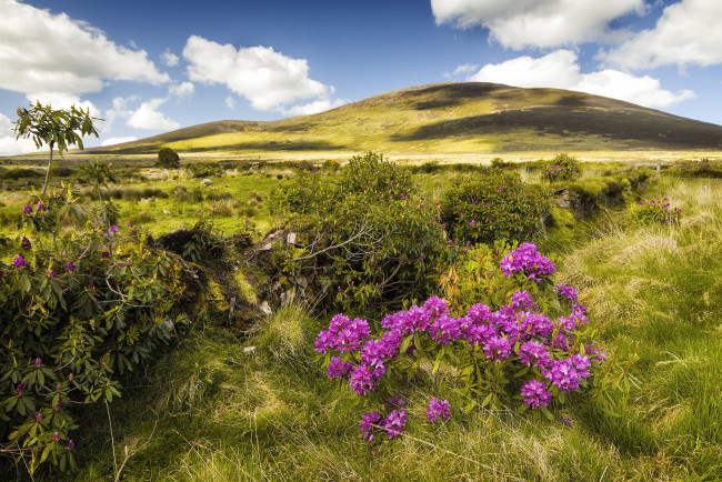 Обои картинки фото природа, луга, простор