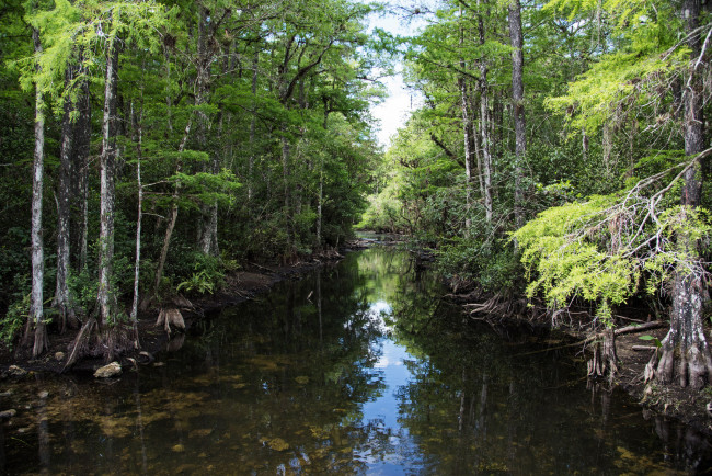 Обои картинки фото природа, реки, озера, лес