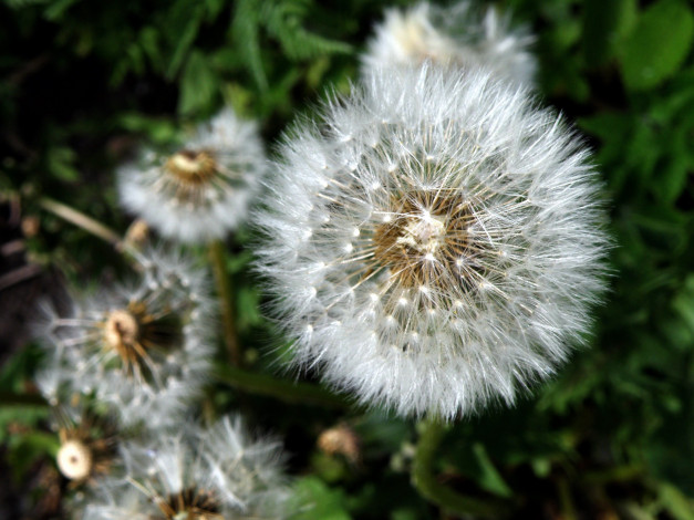 Обои картинки фото цветы, одуванчики, пушистый