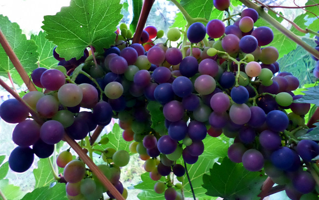 Обои картинки фото природа, Ягоды,  виноград, виноград, июль