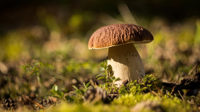 Обои картинки фото природа, грибы, боровик