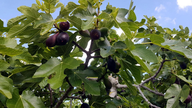 Обои картинки фото природа, плоды, инжир