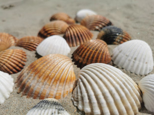Картинка разное ракушки +кораллы +декоративные+и+spa-камни песок