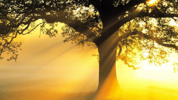 Картинка природа деревья дерево свет