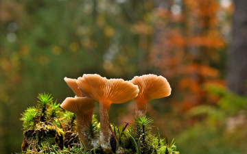 обоя природа, грибы, пень, поросль