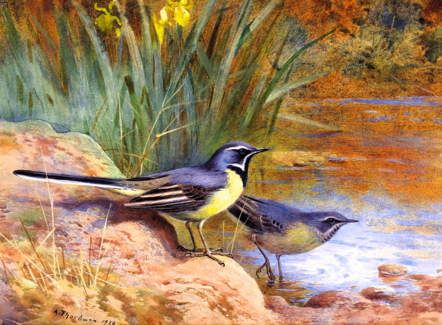 Обои картинки фото рисованное, archibald thorburn, птицы, пара, трясогузки, берег, озеро, камыши