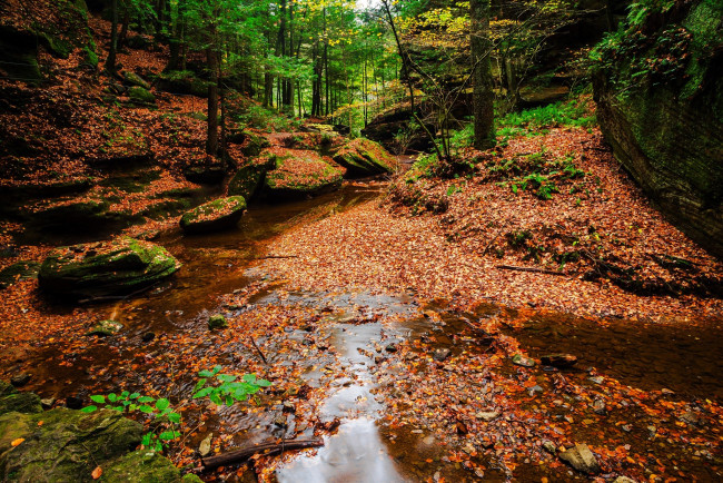 Обои картинки фото природа, лес, туман, осень, листья, камни, ручей