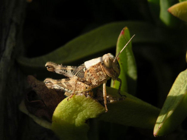 Обои картинки фото животные, кузнечики, саранча