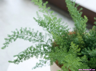 Картинка цветы