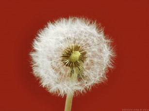 Картинка цветы одуванчики