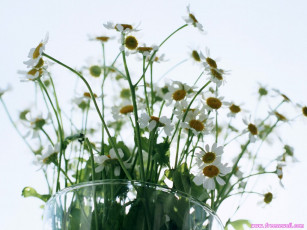 Картинка цветы ромашки