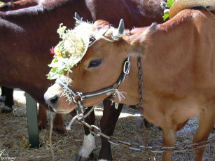 Картинка животные коровы буйволы