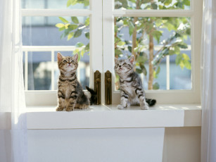 Картинка животные коты