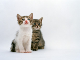 Картинка животные коты