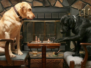 Картинка животные собаки