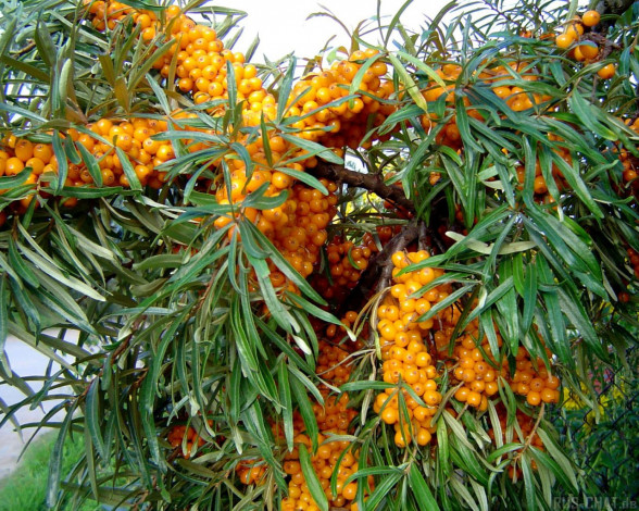 Обои картинки фото 