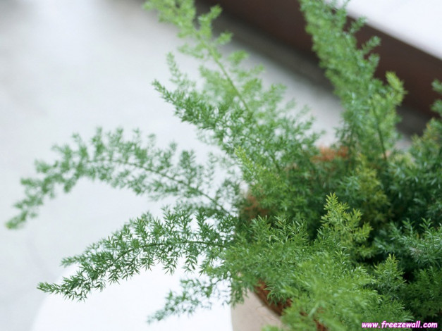 Обои картинки фото цветы