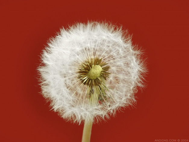 Обои картинки фото цветы, одуванчики